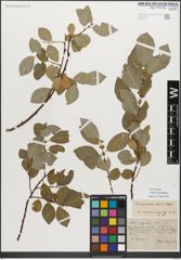 Foto von Salix myrsinifolia Salisb.